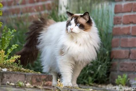 Ragdoll Cat Breed Info: Pictures, Temperament & Traits - Catster