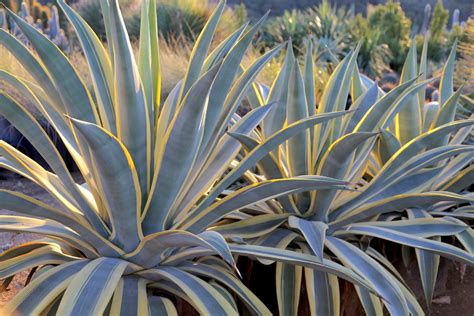 Agaves: What You Need to Know, Plant IDs, Video Links