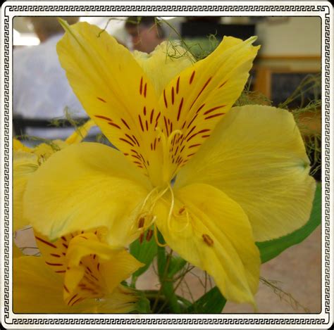 Day's View: Photo #231: Hy-Vee Flowers