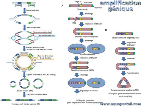 Bioamplification : définition illustrée et explications