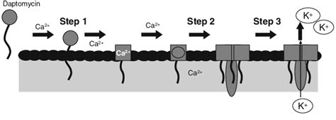 Mechanism of action of daptomycin [48]. Reprinted with permission ...