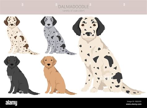 Dalmadoodle clipart. Dalmatian Poodle mix. Different coat colors set ...