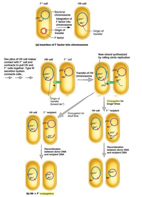 Conjugation Bacterial- Hfr- Horizontan gene transfer- auxotroph