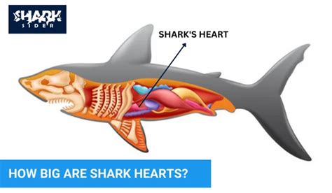 How Many Hearts Does a Shark Have? | Shark Sider