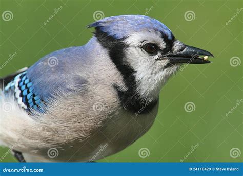 Blue Jay Eating Peanuts Royalty Free Stock Images - Image: 24110429