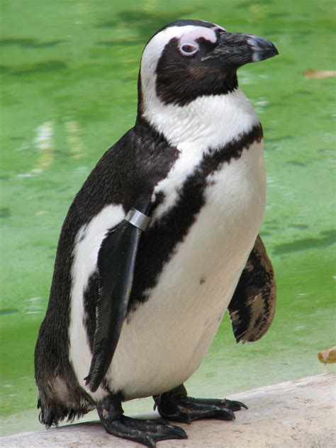 File:African Penguin (Spheniscus demersus) at London Zoo.jpg - Wikimedia Commons
