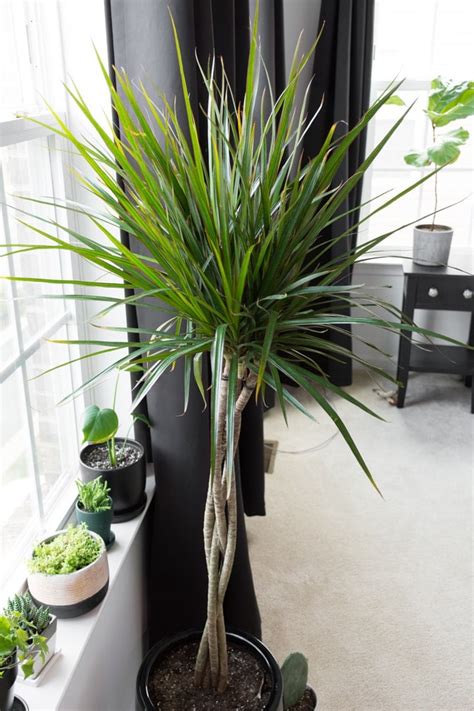 Dracaena Tree