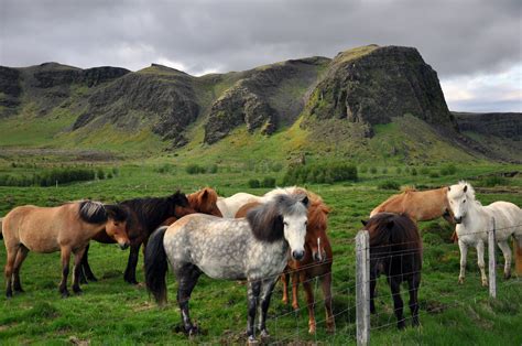 Icelandic Horse: Get to Know Your Equine Breeds