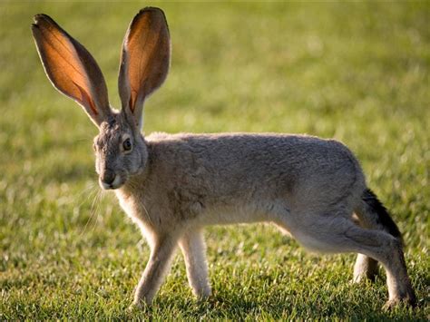 🔥 A Black-tailed Jackrabbit in Nevada 🔥 : NatureIsFuckingLit