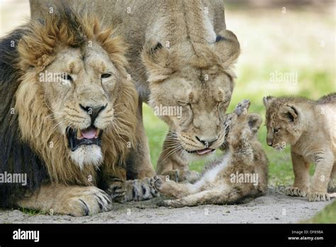 Panthera leo persica, Asiatic Lion, Cubs with mother and father Stock ...