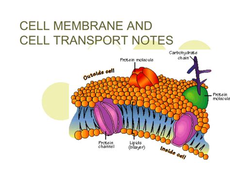 Cell membrane and Cell transport