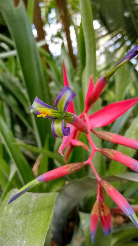 Queen's Tears Bromeliad - Richard Lyons Nursery, Inc.