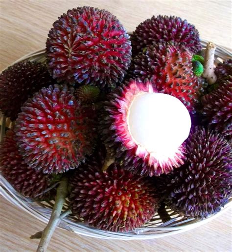 Pulasan Exotic tropical grafted fruit tree 13 | Etsy