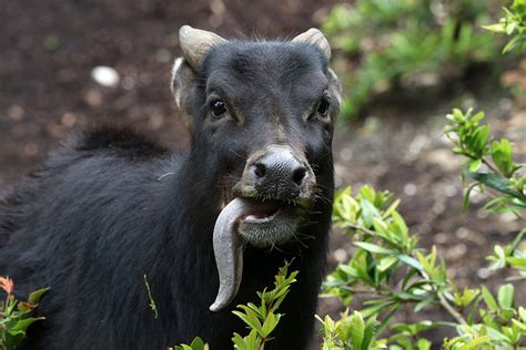 Anoa: Im Zoo Leipzig hautnah erleben