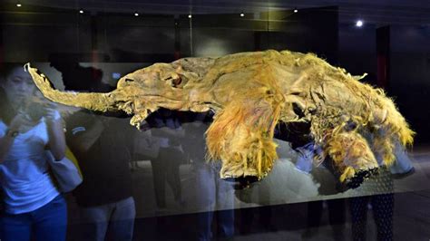 Thanks To A Frozen Ancient Carcass, Mammoth Could Walk The Earth Again - SHOUTS