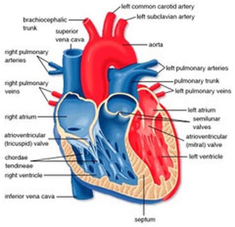 Human Heart Labeled Diagram The Human Heart Diagram Labeled - Human ...