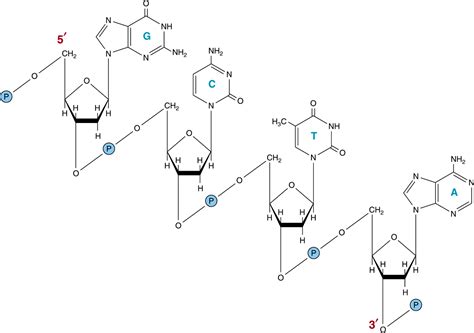 Nucleic Acid Structure & Function | Basicmedical Key