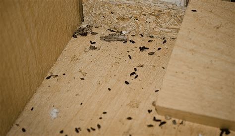 7 Signs of a Mouse Infestation, Mouse Droppings & more | NJ Pest Control