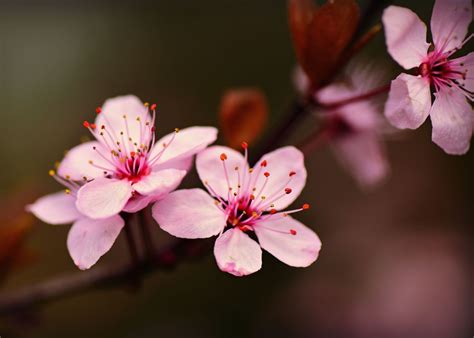 'Cherry Blossoms Close Up' Poster by Bear Amber Art | Displate