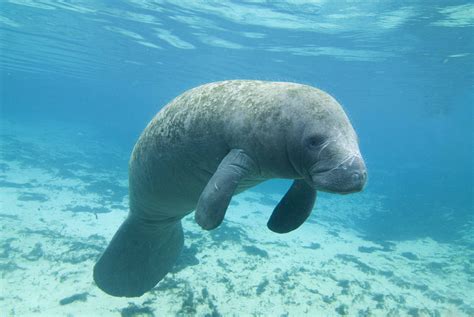 How long do manatees live