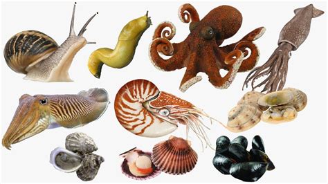 Types of Mollusks in English! Invertebrate Animal Mollusks Names in English 🐙🦑🐌 - YouTube