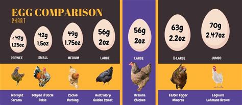 Brahma Chicken: The Most Comprehensive Guide to this Giant Breed - Tendig