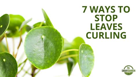 7 Ways To Fix Curling Leaves On Your Pilea Peperomioides (Chinese Money Plant) - 40 Day Shape Up