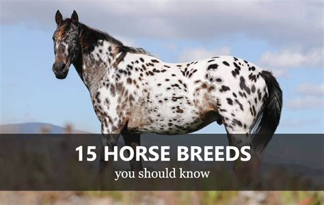 What Horse Breed Should I Get - HORSERAY