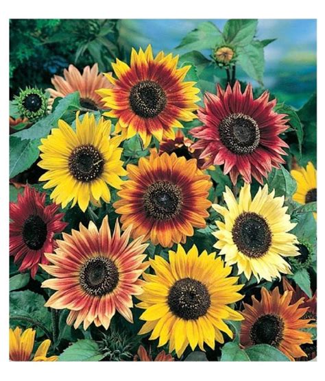 PREMIER SEEDS DIRECT - SUNFLOWER SEEDS - AUTUMN BEAUTY - 100 FINEST SEEDS | Flores anuais ...