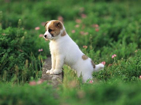 Cute Puppy Pictures Wallpapers - Wallpaper Cave