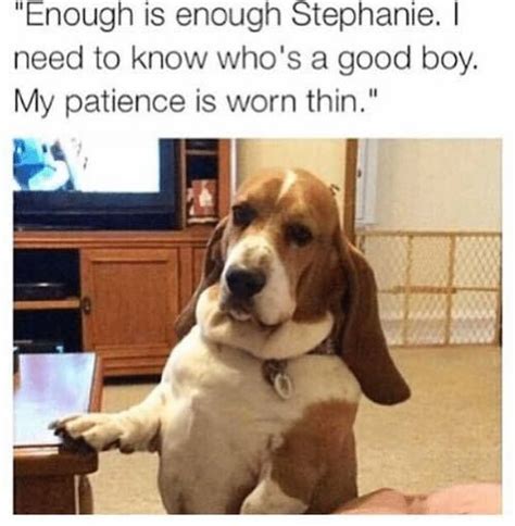 My Patience (With images) | Funny dog memes, Funny animals, Funny animal pictures