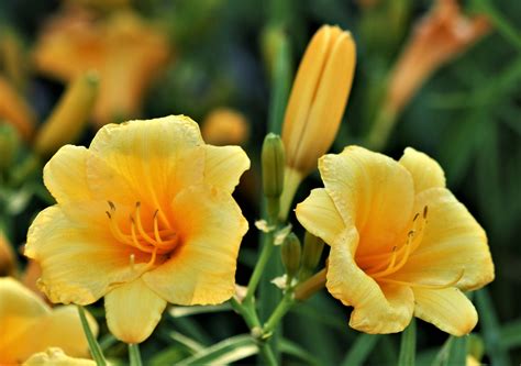 Two Yellow Daylilies And Buds Free Stock Photo - Public Domain Pictures