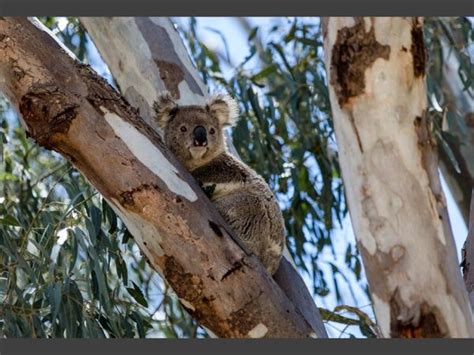 Narrandera Flora and Fauna Reserve | NSW Government