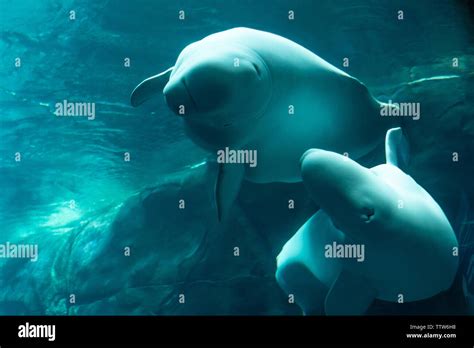 Georgia aquarium beluga hi-res stock photography and images - Alamy