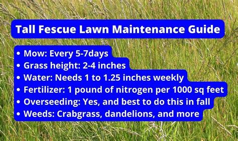 Tall Fescue Lawn Maintenance Guide