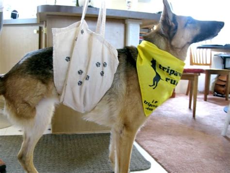 Tripawds » DIY Dog Sling Tips for New Tripawd Heroes