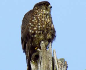 Merlin falcon | Airborne Wildlife Control