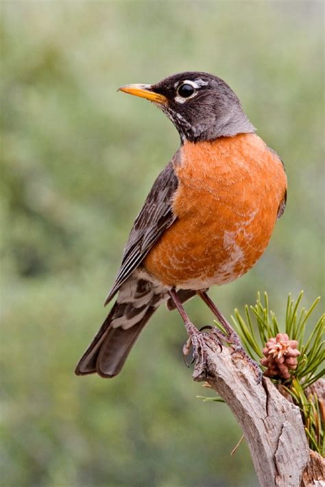 List of birds of Connecticut - Wikipedia