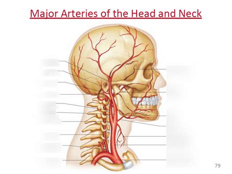 Major Arteries of the Head and Neck Part 1 Diagram | Quizlet