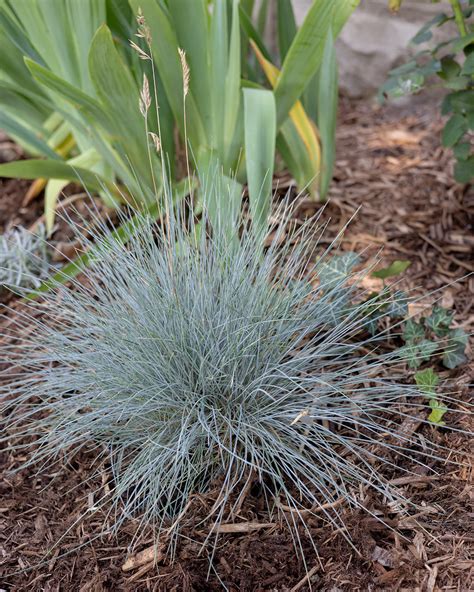 Blue Fescue Grass: Easy Care and Planting Guide - The Creek Line House