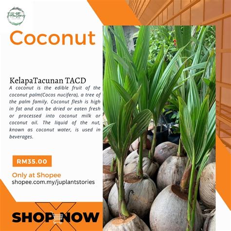 Anak Pokok Kelapa Tacunan Green Dwarf (TACD) | Shopee Malaysia