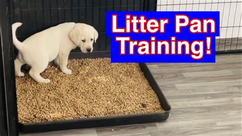 How To Train Puppies To Use A Litter Box - YouTube