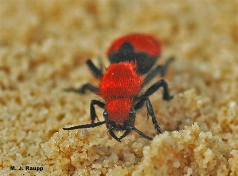 A sting to kill a cow? Red velvet ant, a.k.a. cow killer, Dasymutilla occidentalis — Bug of the Week