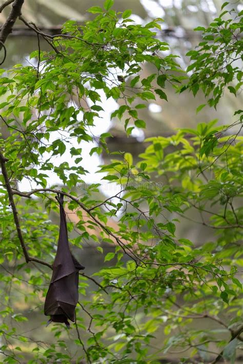 Fruit Bat Hanging from a Tree with Green Leaves on the Background Stock Image - Image of ...