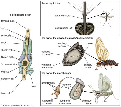 Saccule | anatomy | Britannica