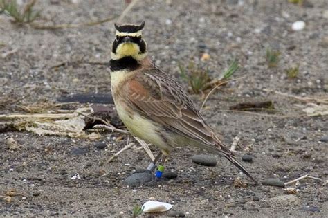 Lawsuit seeks stronger protections for 'threatened' Oregon bird species ...