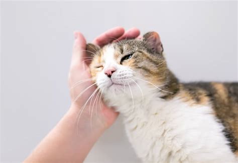 Cat Ear Hematoma: Causes, Symptoms, and Treatment Options - Veterinarians.org