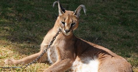 Meet Bartley: an African caracal cat