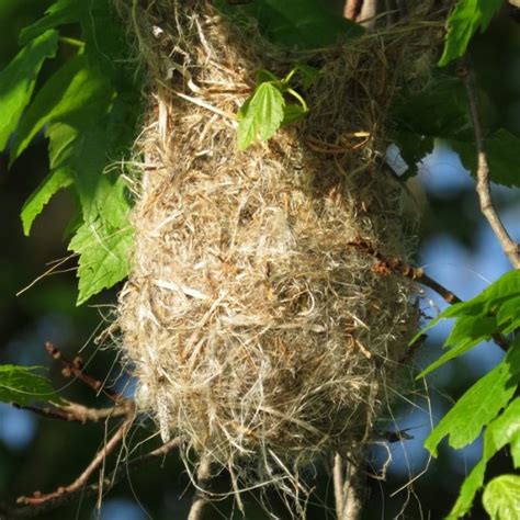 The Remarkable Oriole Nest – Lemon Bay Conservancy