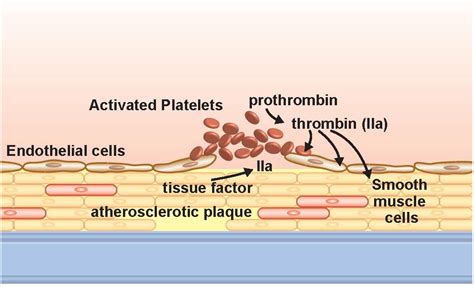 Pharmaceuticals | Free Full-Text | Targeting Platelet Thrombin Receptor Signaling to Prevent ...